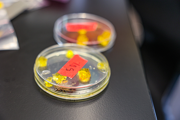 Honors biology project at The Bay School of San Francisco